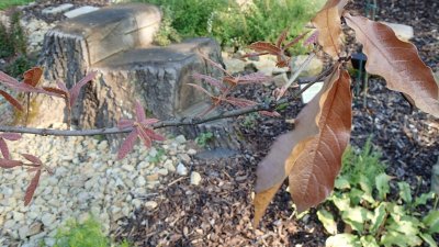 Quercus rhysophylla 'Maya' - dub mexický